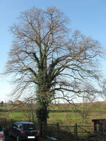 Bild 2 von Linde am Bückerweg